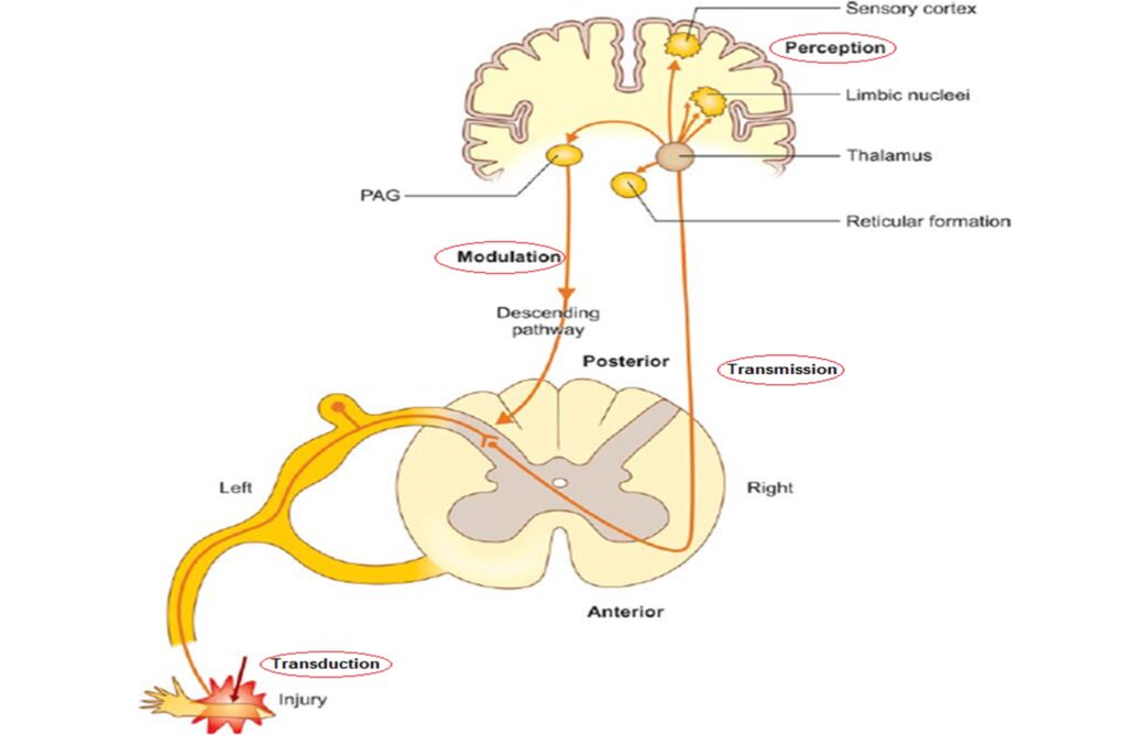 How Pain Works